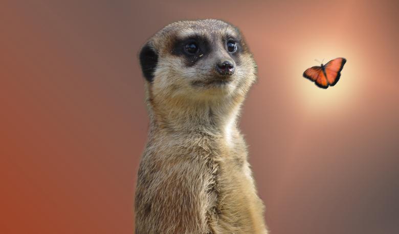 Free stock image of Animal created by Pixabay