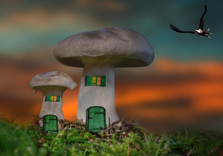 Free stock image of Mushroom created by Pixabay