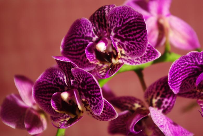 Free stock image of Flower created by Pixabay