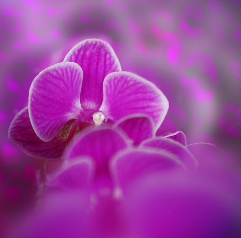 Free stock image of Fresh created by Pixabay