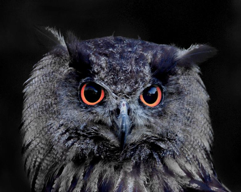 Free stock image of Owl created by Pixabay