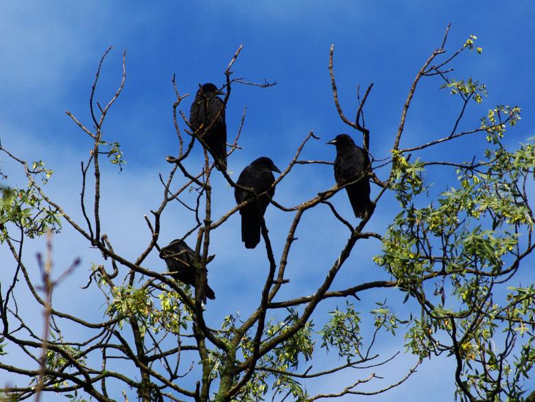 Free stock image of Birds created by Pixabay