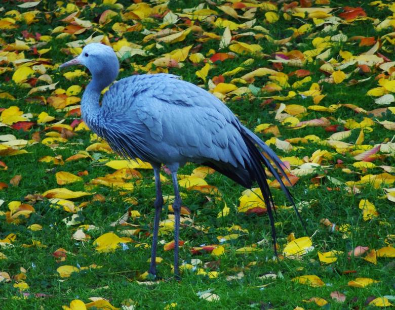 Free stock image of Stork created by Pixabay