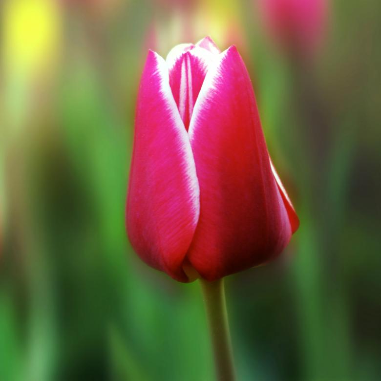 Free stock image of Flower created by Pixabay