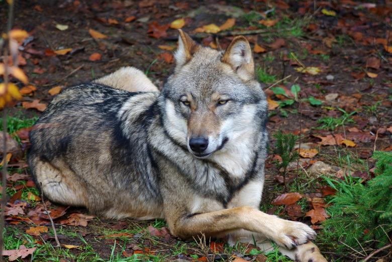 Free stock image of Animal created by Pixabay