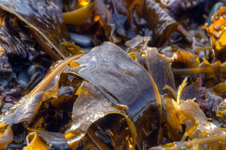 Free stock image of Seaweed created by Geoffrey Whiteway
