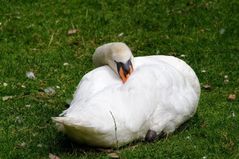 Free stock image of Swan created by Geoffrey Whiteway