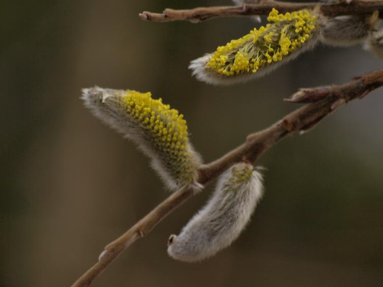 Free stock image of Plants created by Marko Mäkinen