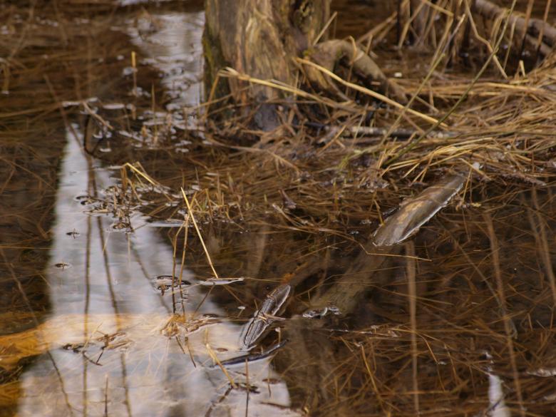 Free stock image of Swamp created by Marko Mäkinen