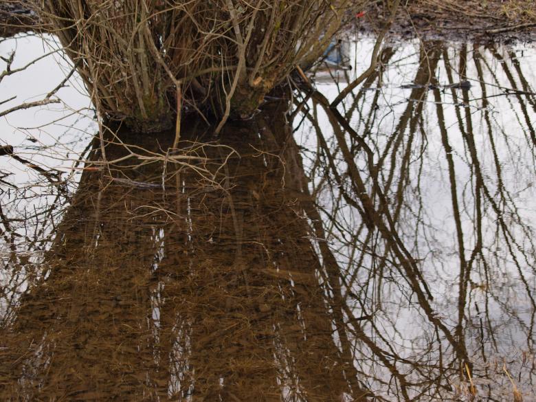 Free stock image of Swamp created by Marko Mäkinen