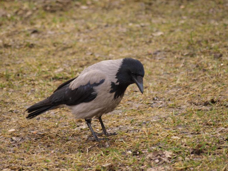 Free stock image of Crow created by Marko Mäkinen