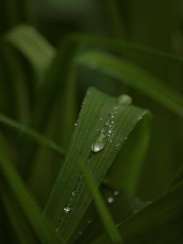 Free stock image of Raindrops on leafs created by Marko Mäkinen