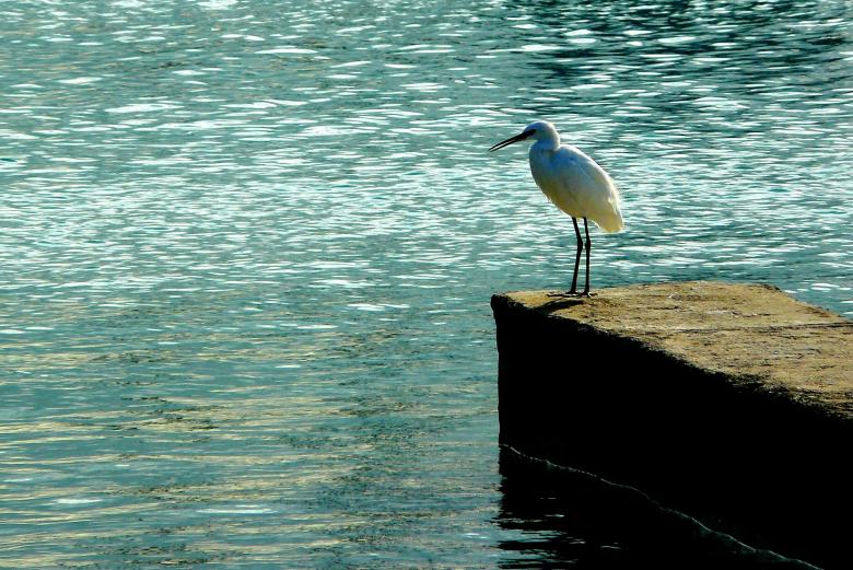 Free stock image of White Bird created by Pixabay