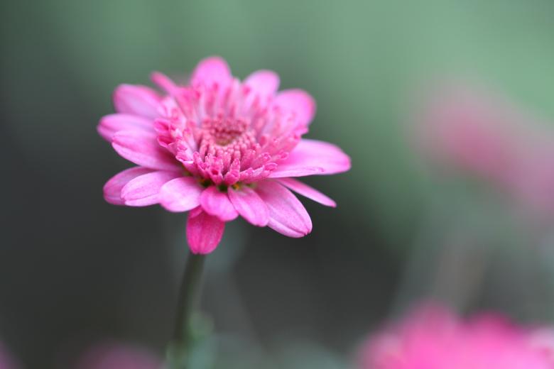 Free stock image of Fresh created by Pixabay