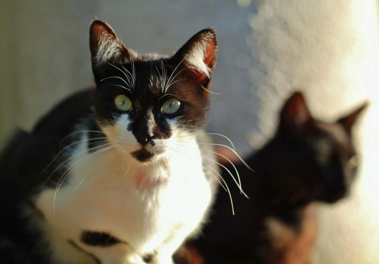 Free stock image of Black Cat created by Pixabay