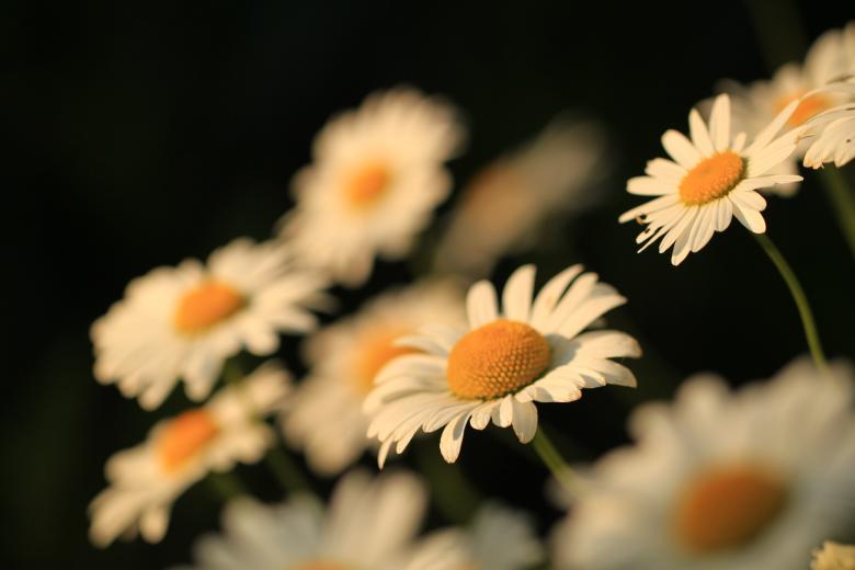 Free stock image of Daisy created by Pixabay