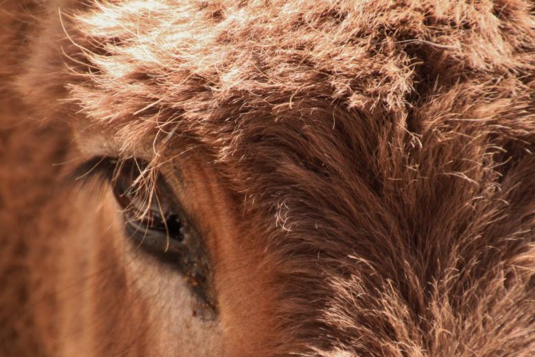 Free stock image of Donkey created by Pixabay