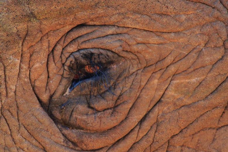 Free stock image of Elephant created by Pixabay