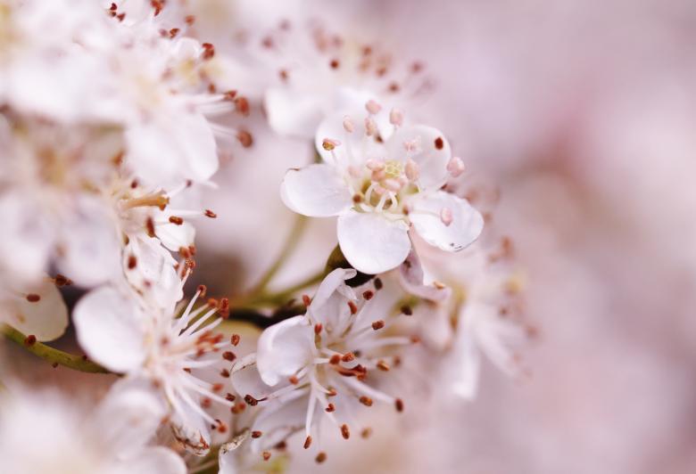 Free stock image of Flowers created by Pixabay