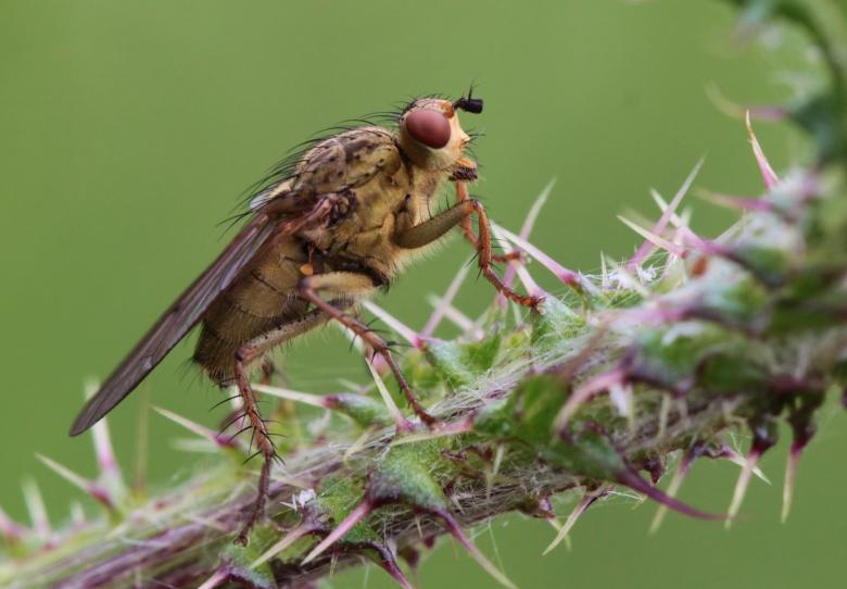 Free stock image of Fly created by Pixabay