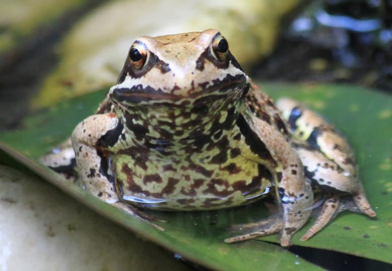 Free stock image of Frog created by Pixabay