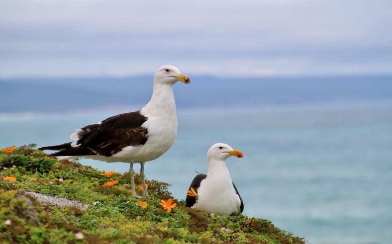 Free stock image of Gulls created by Pixabay