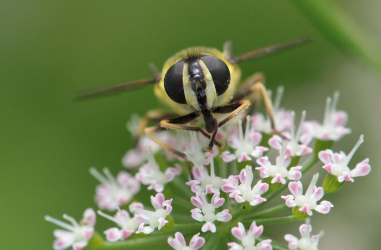 Free stock image of Hoverfly created by Pixabay