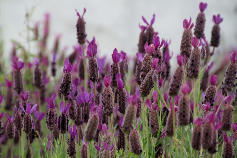 Free stock image of Lavender created by Pixabay