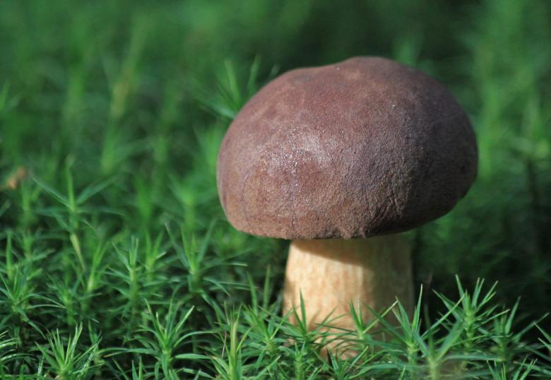 Free stock image of Mushroom created by Pixabay