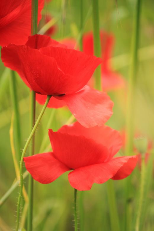 Free stock image of Poppy created by Pixabay