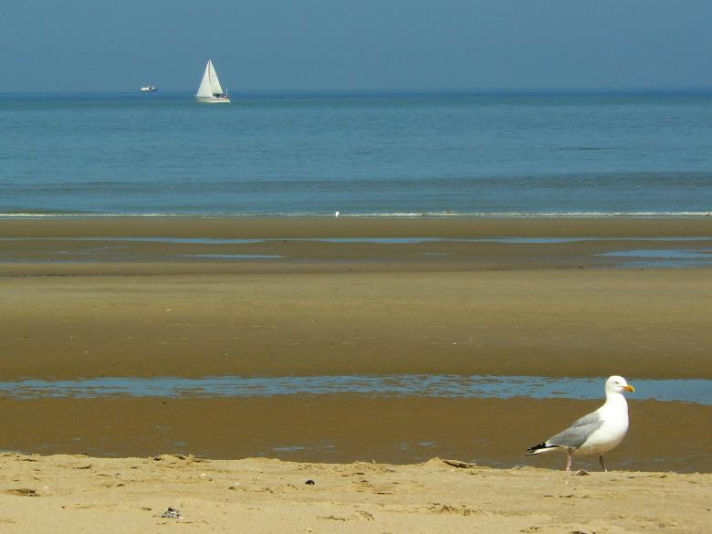 Free stock image of Bird created by Pixabay