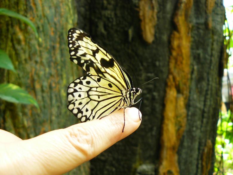 Free stock image of Butterfly created by Pixabay