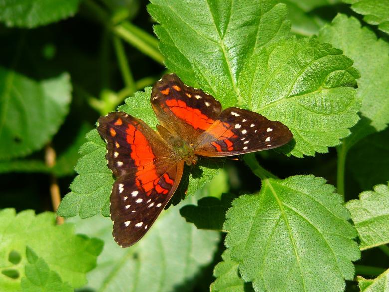Free stock image of Butterfly created by Pixabay