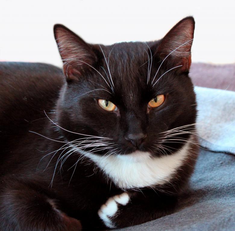 Free stock image of Cat created by Pixabay