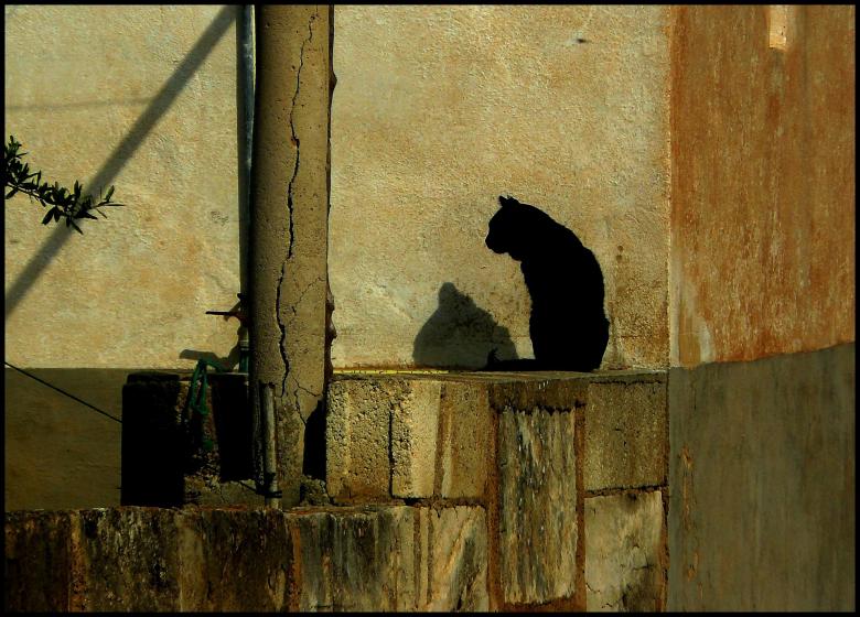 Free stock image of Cat created by Pixabay