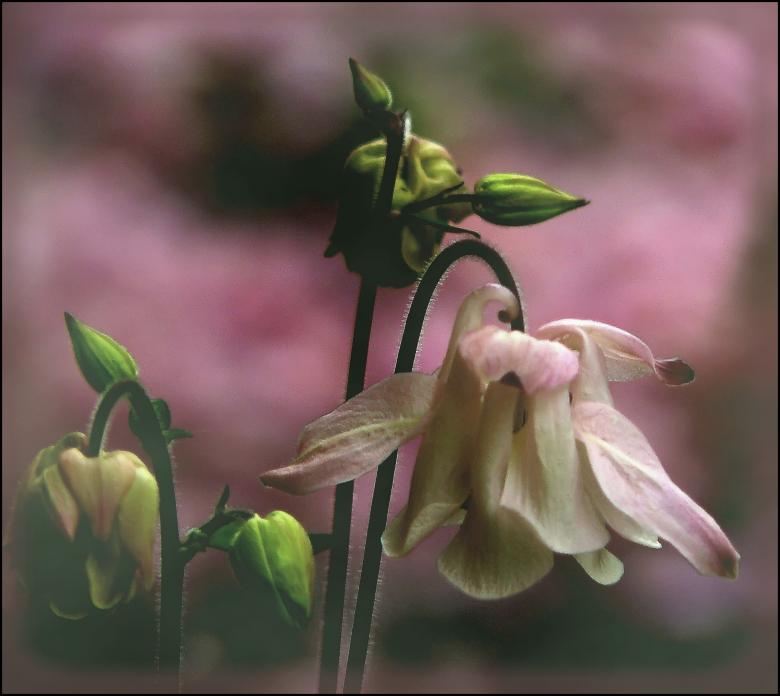 Free stock image of Flower created by Pixabay