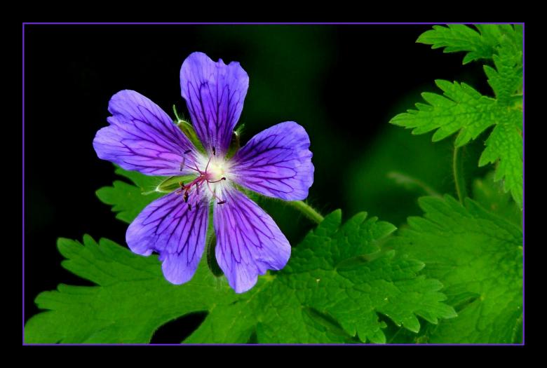 Free stock image of Flower created by Pixabay