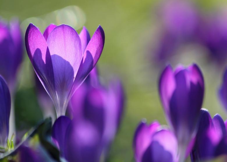 Free stock image of Flower created by Pixabay