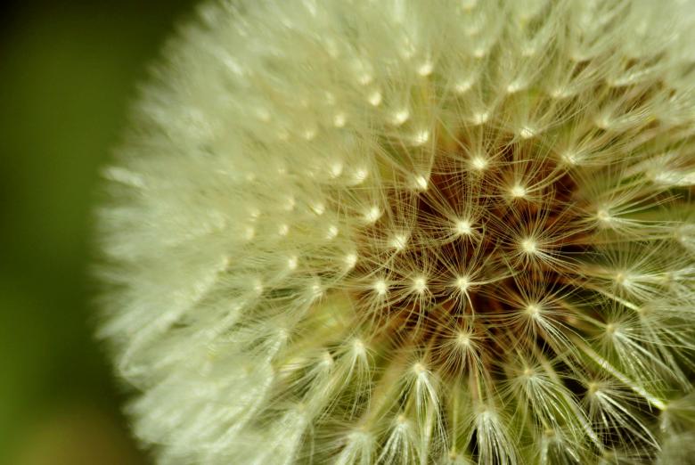 Free stock image of Flower created by Pixabay