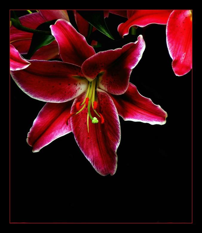 Free stock image of Flower created by Pixabay