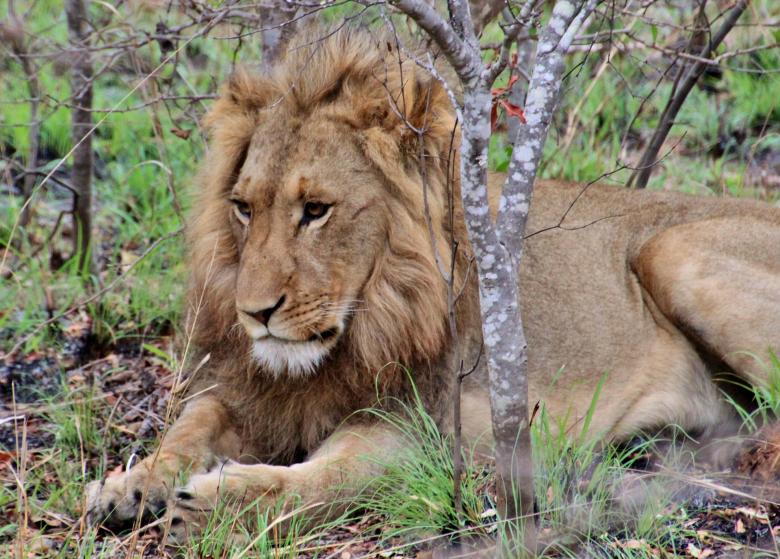 Free stock image of Lion created by Pixabay