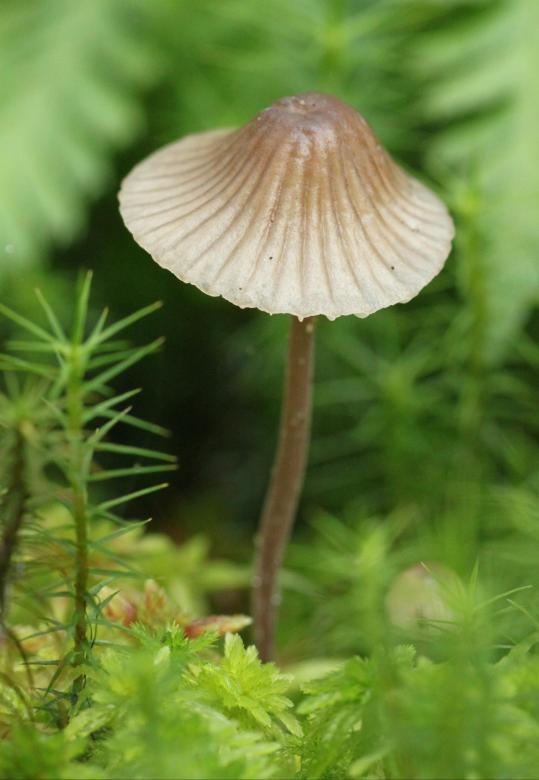 Free stock image of Mushroom created by Pixabay