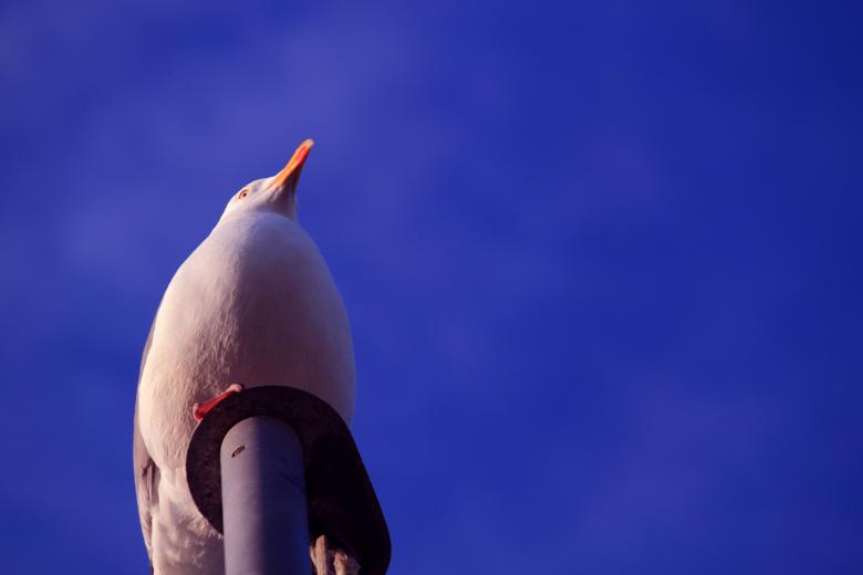 Free stock image of Bird created by Pixabay