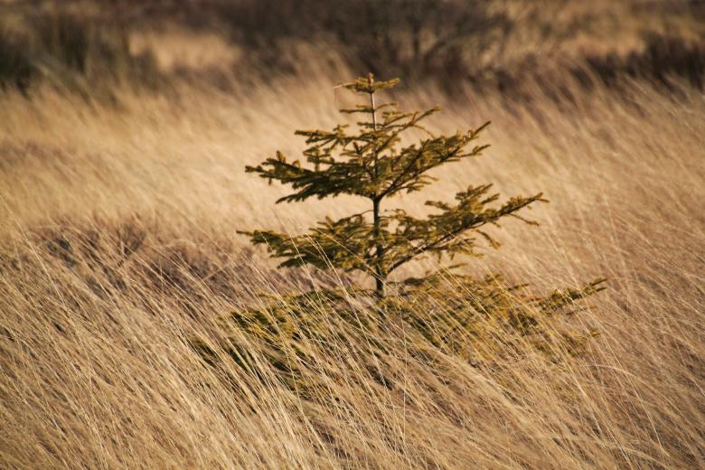 Free stock image of Plant created by Pixabay