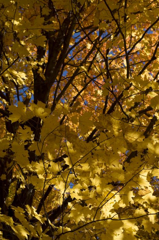 Free stock image of Fall Foliage created by Marshall Reyher