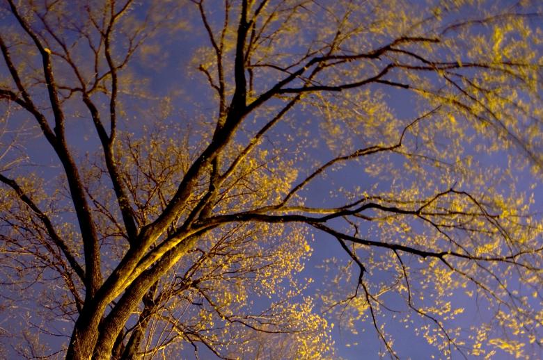 Free stock image of Spring Trees created by Marshall Reyher