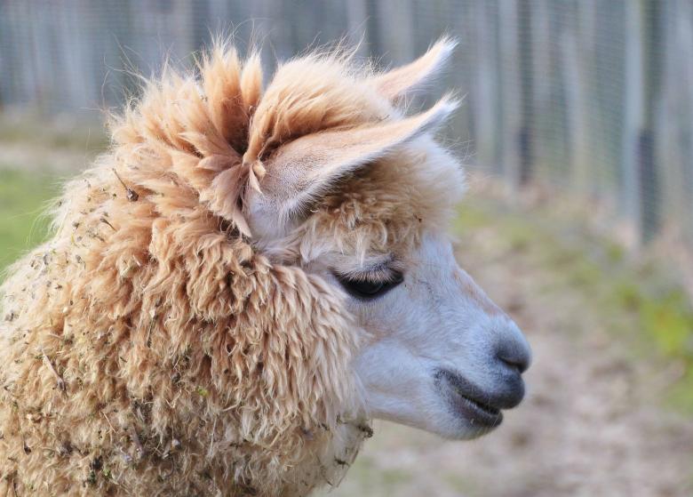 Free stock image of Alpaca created by Pixabay