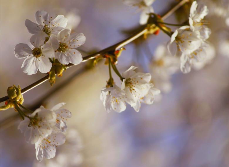 Free stock image of Blossom created by Pixabay