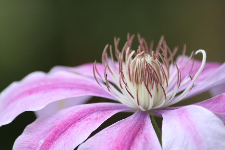 Free stock image of Fragrance created by Pixabay