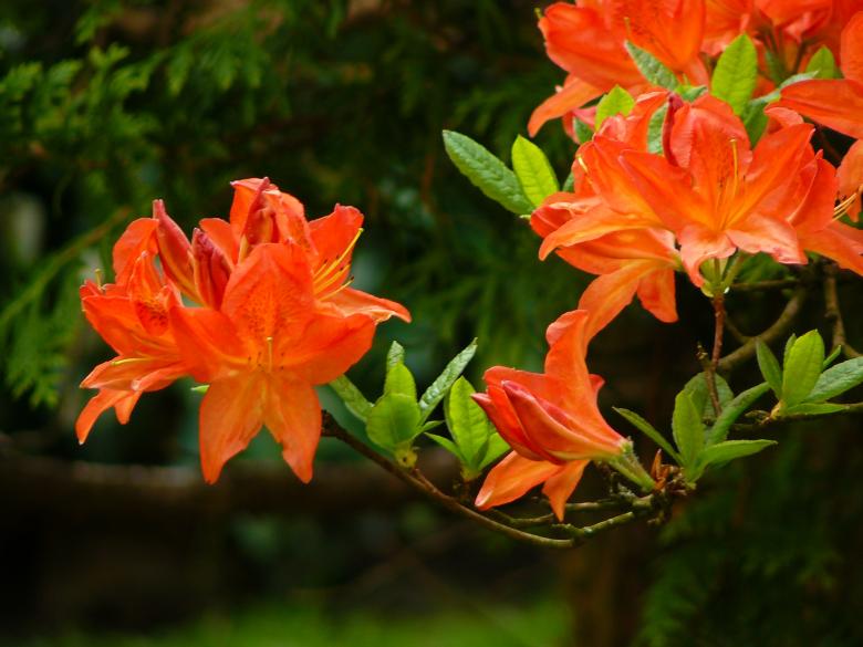 Free stock image of Flowers created by Pixabay